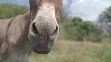 Eşek, güneşli bir günde çimlerde ot yiyor. 