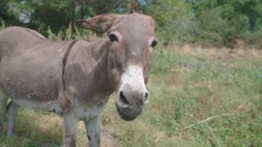 Eşek, güneşli bir günde çimlerde ot yiyor. 