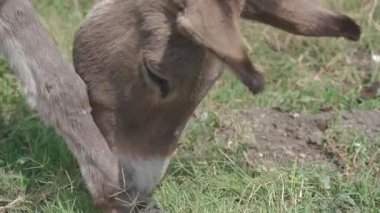 Eşek, güneşli bir günde çimlerde ot yiyor. 