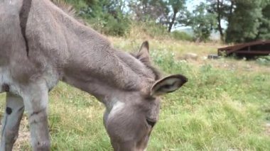 Eşek, güneşli bir günde çimlerde ot yiyor. 
