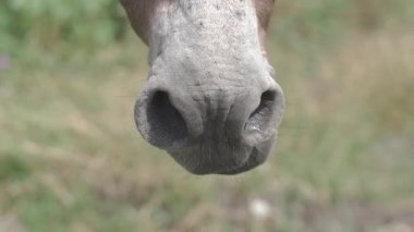 Eşek, güneşli bir günde çimlerde ot yiyor. 