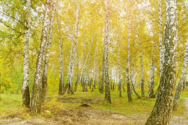 Sonbahar Huş Ormanı Sonbahar Mevsiminde Altın Ağaçlar Arasında Yol