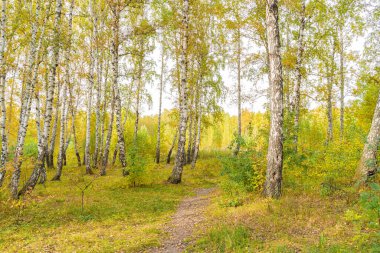 Sonbahar Huş Ormanı Sonbahar Mevsiminde Altın Ağaçlar Arasında Yol