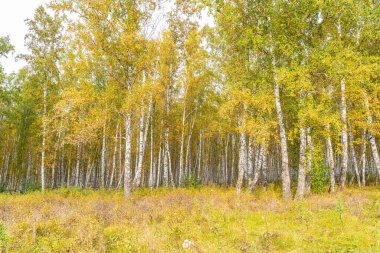 Sonbahar Huş Ormanı Sonbahar Mevsiminde Altın Ağaçlar Arasında Yol