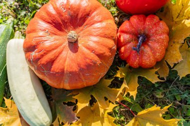 Sonbahar Balkabağı Hasadı, Kabak ve Armut Yeşil Çimende Sonbahar Yaprakları