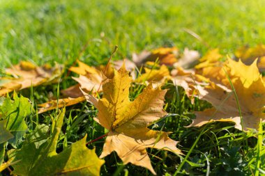 Altın Sonbahar Akçaağaç Yaprakları Yeşil Çimlerde Güneş Işığı ve Bokeh Arkaplanı ile