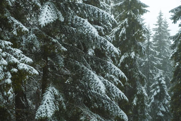 stock image Background photo of some fir and pine trees full covered with white fresh snow.