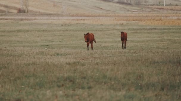 フィールドに歩いて小さな牽引馬の映像 — ストック動画