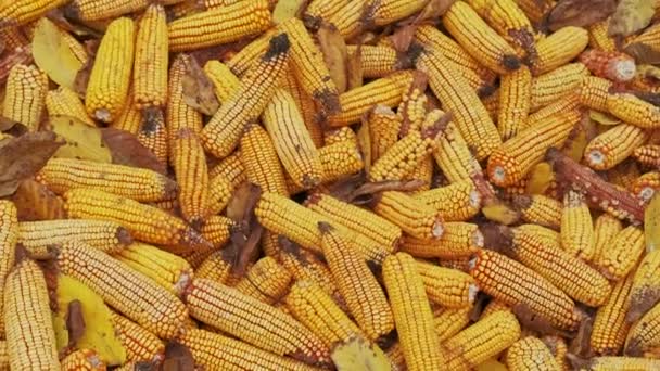 许多玉米收获后的特写镜头 — 图库视频影像