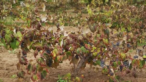 Beelden Van Wijnmakerij Klaar Voor Oogst Goede Druiven Voor Rode — Stockvideo