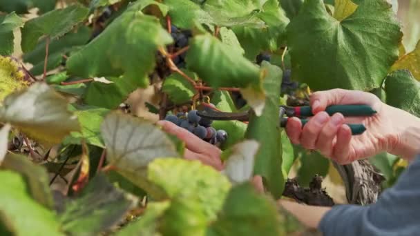 ワイナリーヤードでブドウを収集する女性の手の映像を閉じます — ストック動画