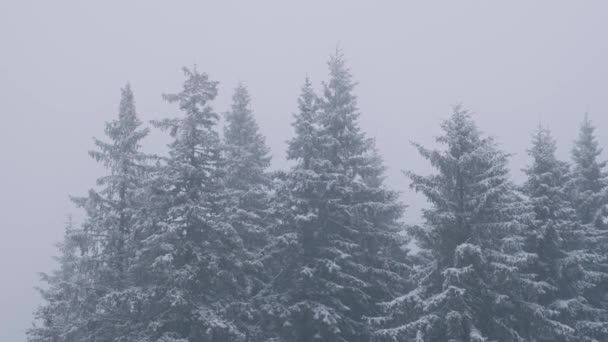 Gyönyörű Videó Téli Havazásról Fagyos Erdőben — Stock videók