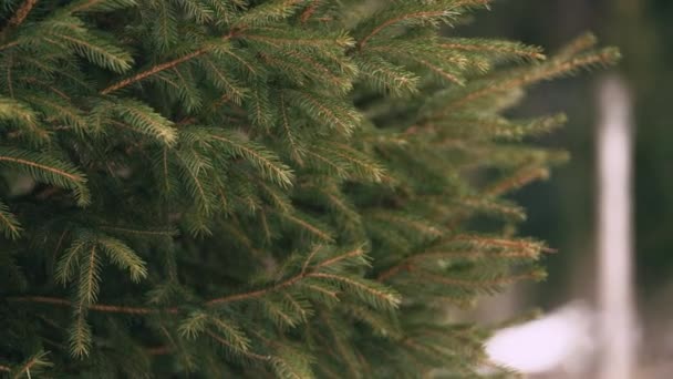 Närbild Pine Tree Brunch Utomhus Skogen — Stockvideo