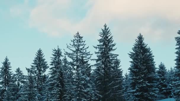 冬の間に雪のある松の木の映像を閉じる — ストック動画