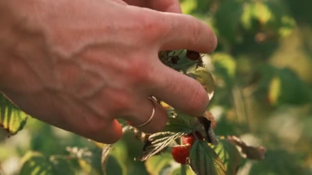 Close Vídeo Mãos Masculinas Coletando Framboesas Frescas Jardim — Vídeo de Stock
