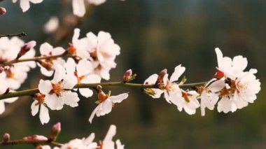 Kiraz çiçeklerinin brunch görüntülerini kapat..