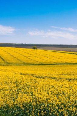 Vertical landscape shot of a yellow rape meadow in blossom on a sunny day with blue sky.