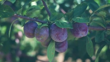 Close up footage of plums on tree during summer day.