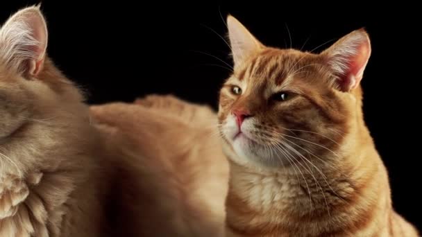 Close Video Two Ginger Cats Dark Background — Vídeos de Stock