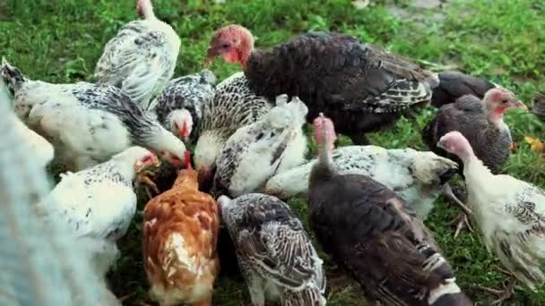 Footage Many Turkey Farm Land Eating Crops — Stock video