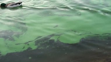 Footage of dirty water in lake or sea, ocean. Bad ecologic times.