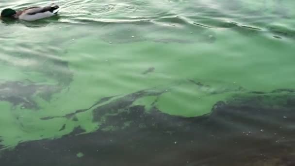 Footage Dirty Water Lake Sea Ocean Bad Ecologic Times — стоковое видео