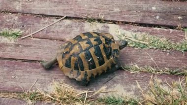 Close up video of lake turtle walking on wooden background.