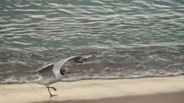 Close up video of little seagull hunting fish near beach.
