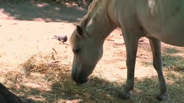 Съемка Белой Лошади Поедающей Сухую Траву Ферме — стоковое видео