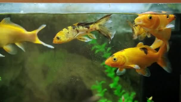 Close Video Yellow Fish Aquarium — ストック動画