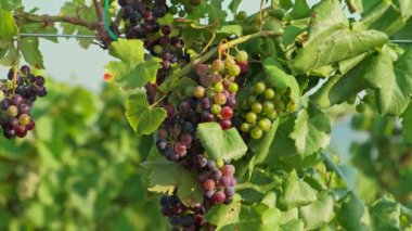 Close up male hand touching grapes in vine yard.