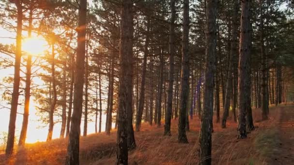 Video Panorámico Del Hermoso Bosque Coníferas Durante Amanecer — Vídeos de Stock