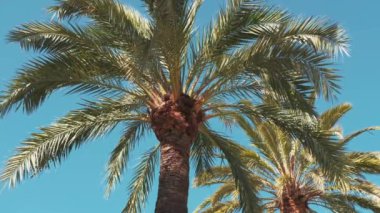 Close up video of Palm Trees over blue sky on sunny day.