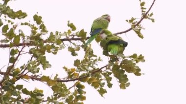 Close up. footage of green parrots sitting on tree brunch.