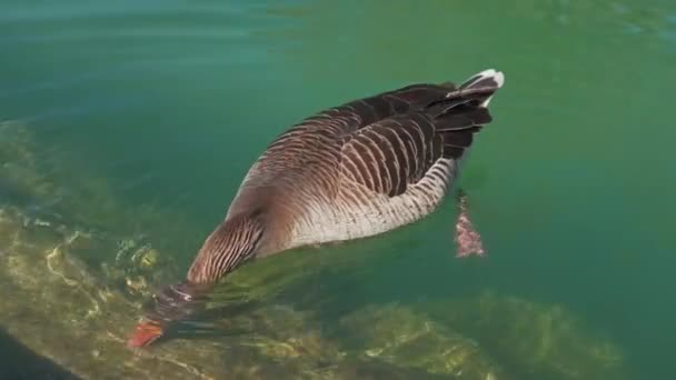 Footage Duck Eating Something Water — Vídeos de Stock