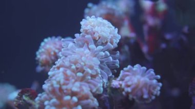 Close up video of beautiful coral in water.