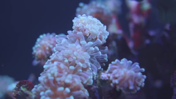 Close Video Beautiful Coral Water — Vídeos de Stock