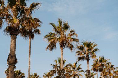 Low angle shot of some urban green palm trees and blue sky in sunlight.