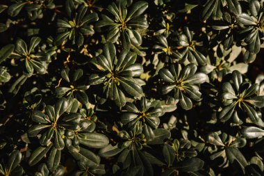 Close up top view of some green succulent leaves of a street bush in sunlight outdoors.