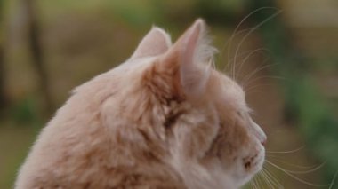 Footage of furry cat looking outdoor from window and breathing fresh air.