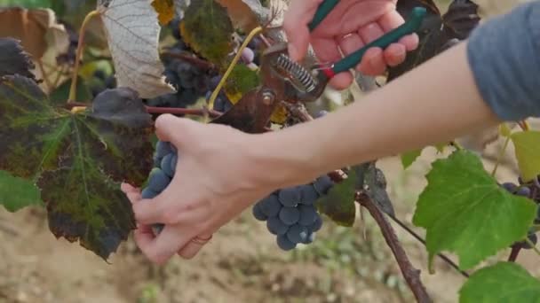 Close Vídeo Mulher Coletando Uvas Vermelhas Quintal Videira Para Vinho — Vídeo de Stock