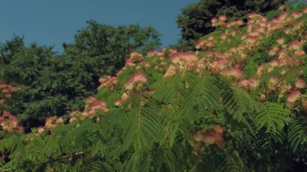 ピンク色の花を持つ木の植物の映像 — ストック動画