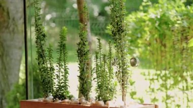 Terastaki yeşil bitkinin videosunu kapat.