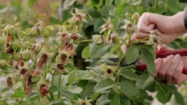 Kadın bahçıvanlığı videosunu kapat..