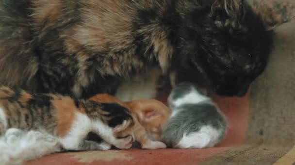 Nahaufnahme Video Der Katzenmutter Mit Ihrem Gerade Geborenen Kätzchen — Stockvideo