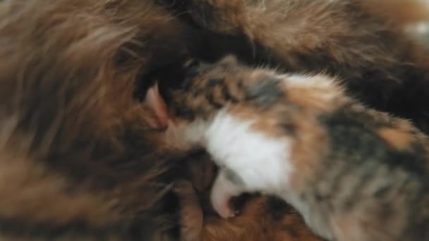 母猫与刚出生的小猫合影 — 图库视频影像