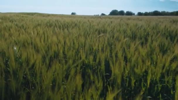 Filmagem Movimento Bela Terra Verde Trigo Durante Primavera — Vídeo de Stock