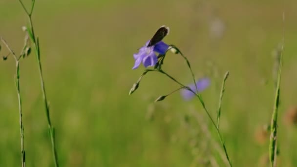 Close Video Butterfly Sitting Blue Flower — Stock Video