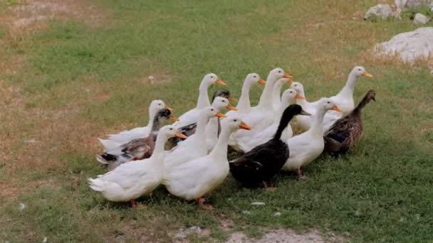 Filmación Muchos Patos Jardín Aldea — Vídeos de Stock