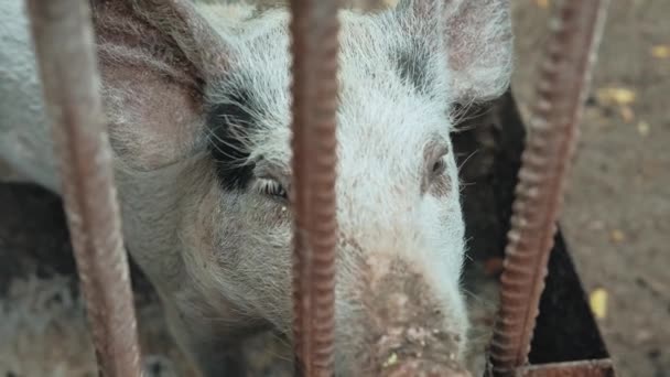 Zamknij Film Świnią Farmie Wiosce — Wideo stockowe